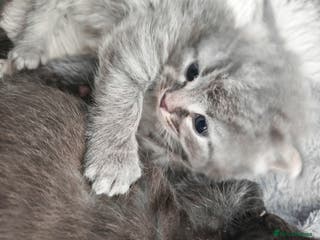 Russian Blue cats Stunning Russian blue kittens - Advert 2