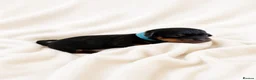 Miniature Dachshund dogs for sale: Stunning Miniature Dachshunds - Advert 15