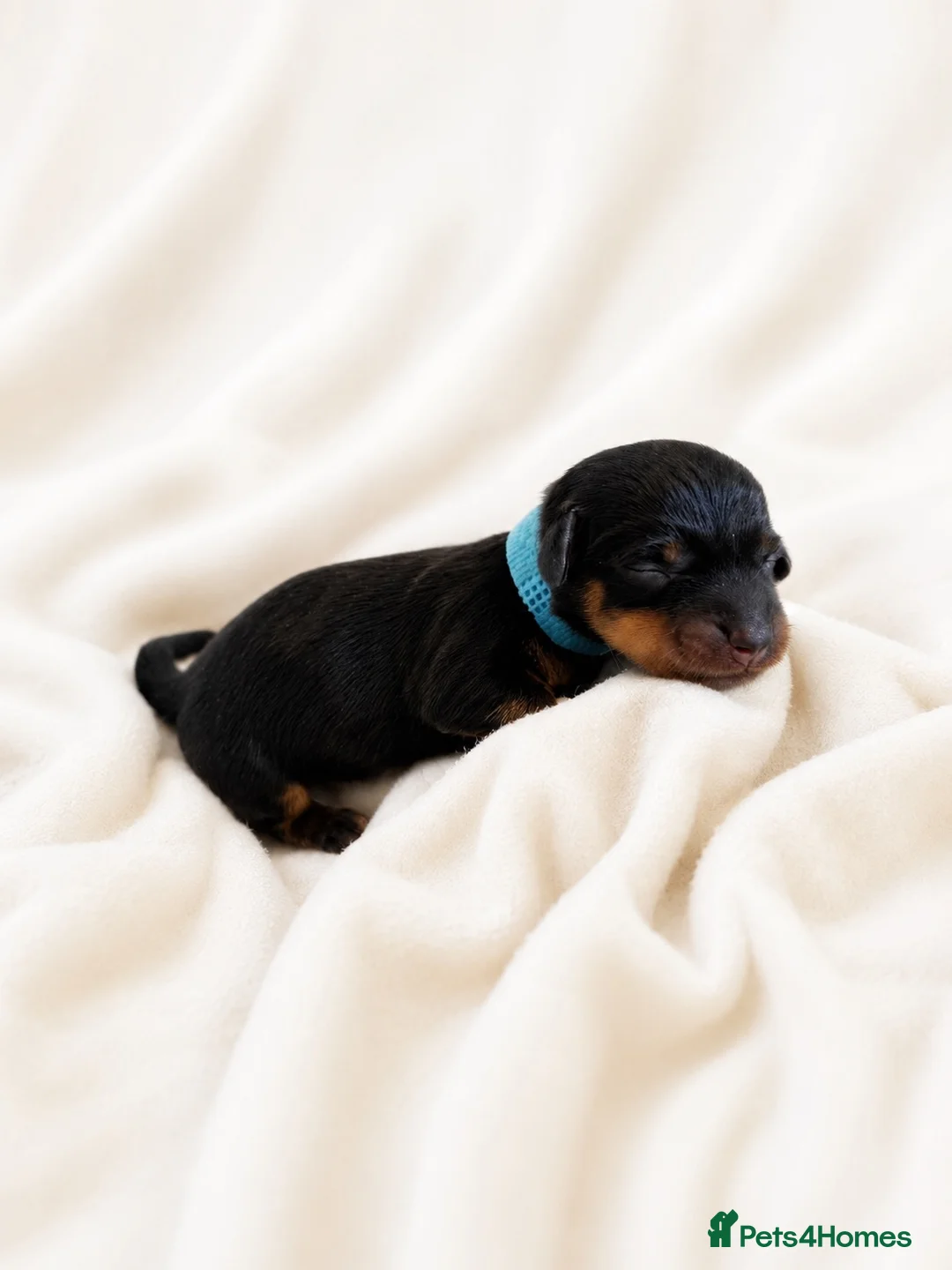 Miniature Dachshund dogs for sale: Stunning Miniature Dachshunds - Advert 15