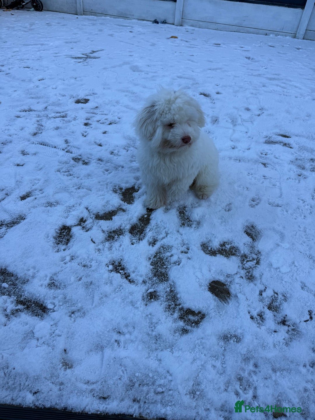 Bichon Frise dogs for sale: bichon breed for sale  - Advert 2