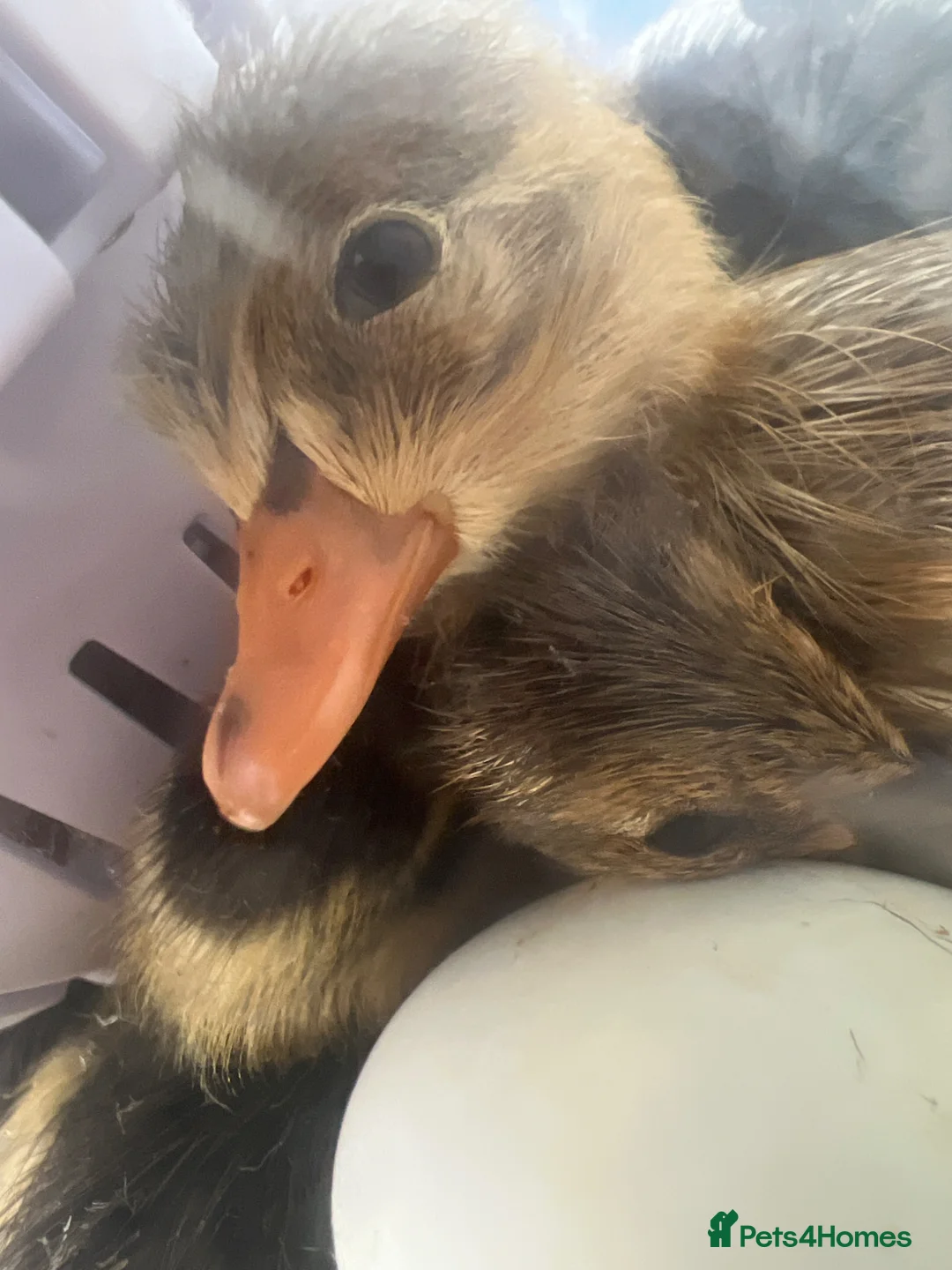 Ducks poultry for sale: Ducklings - Advert 6