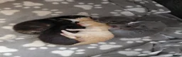 Mixed Breed cats for sale: Kittens for sale  in Bedworth - Advert 2