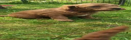 Cavapoochon dogs for sale: 5 Beautiful Cavapoochon puppies, 2 Boys, 3 Girls in Peterborough - Advert 10