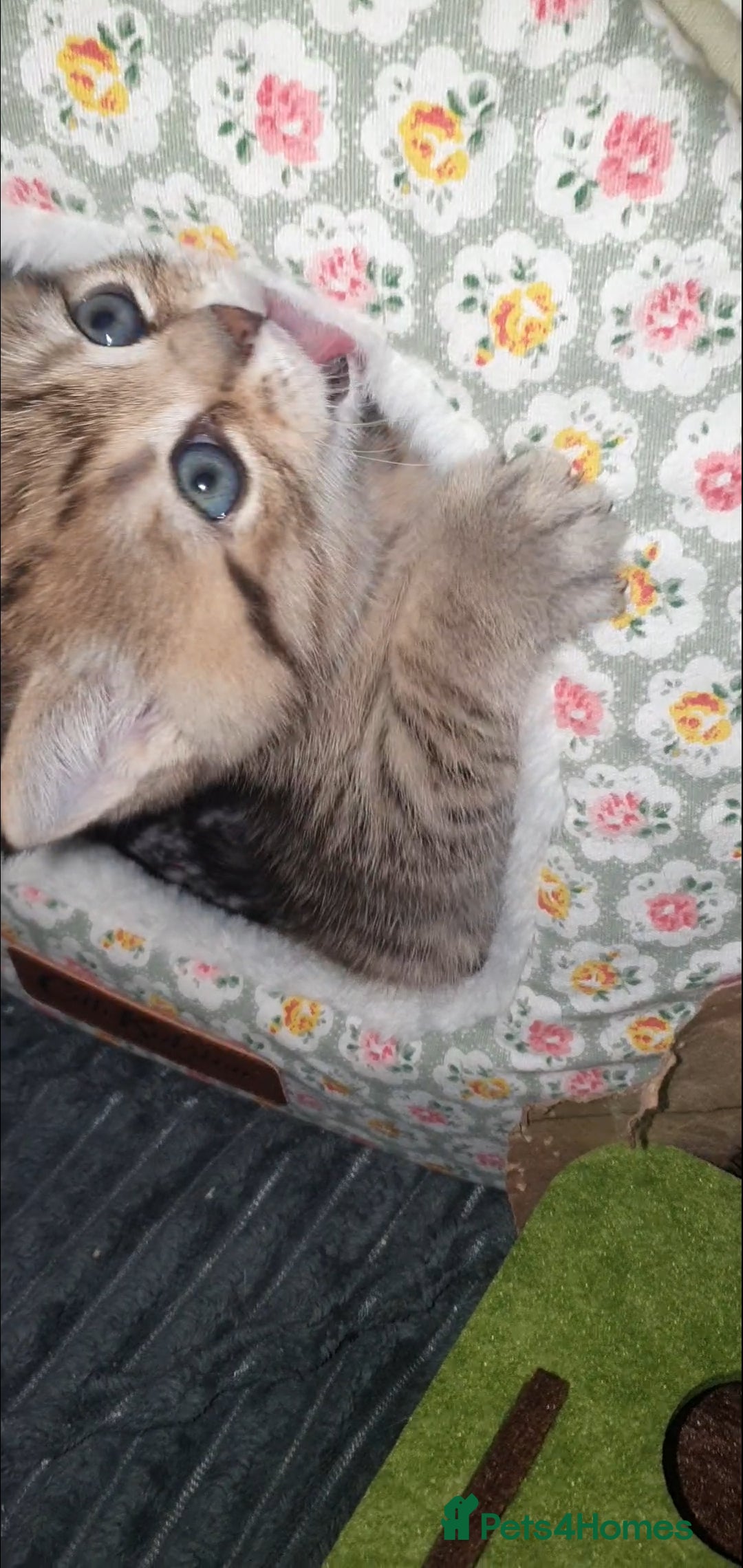 British Shorthair cats for sale: British Shorthair Black and Brown Golden Tabby ✨️  - Advert 11