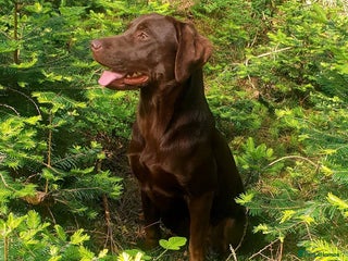 Labrador Retriever dogs Well trained labrador girl - Advert 1