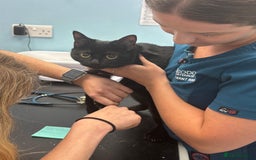 Bombay cats for sale: Lulu  - Image 3