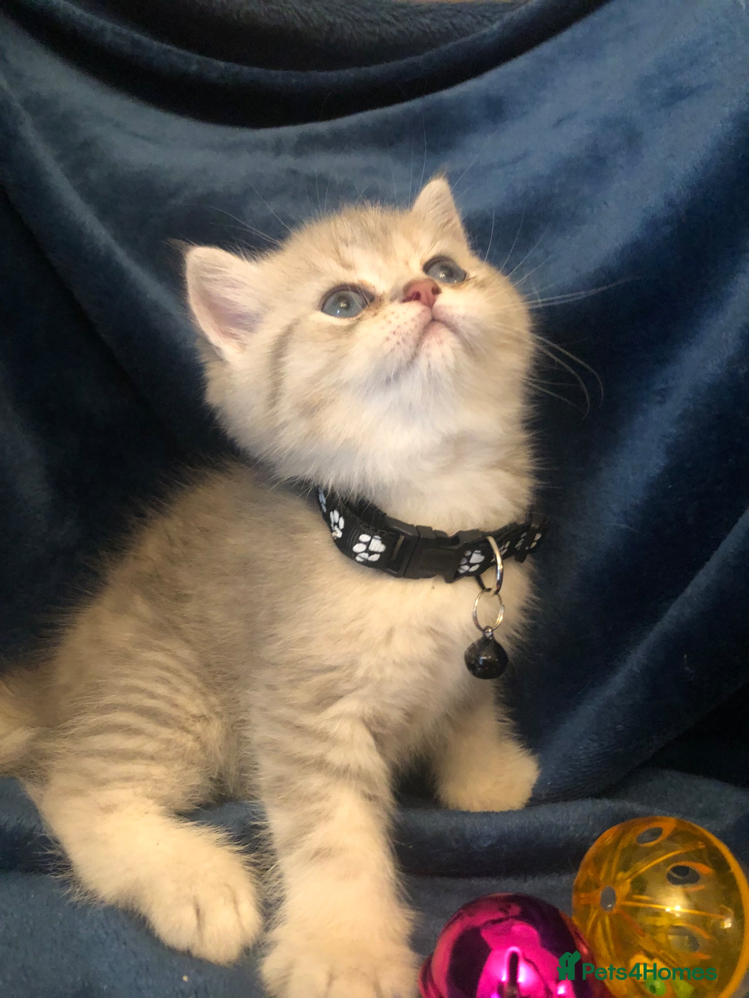 British Shorthair cats British shorthair kittens  - Advert 15