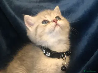 British Shorthair cats British shorthair kittens - Advert 15