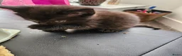 British Longhair cats for sale: Longhaired and shorthaired ginger, black, b & w - Advert 21
