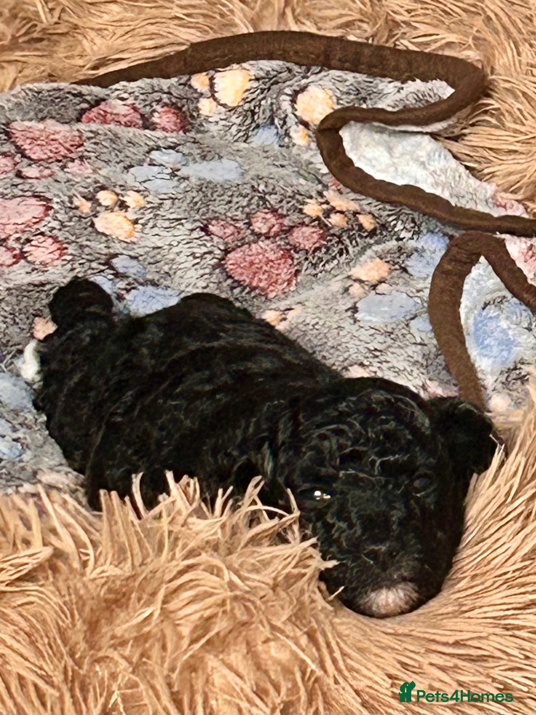 Cockapoo dogs for sale: Adorable F1B Cockapoo Puppies ready 6th November - Image 5