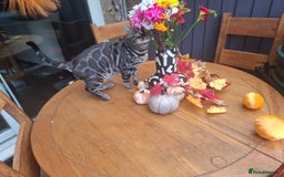 Bengal cats for stud: OUTSTANDING SILVER CHARCOAL BENGAL STUD - Image 3