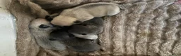 Frug dogs for sale: Litter of frug puppies  - Advert 3