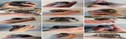 Pygmy Hedgehog rodents for sale: Beautiful Pygmy hedgehogs for sale!  - Advert 12