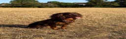 Cocker Spaniel dogs for stud: 🐾 Proven Stud - Healthy Working Cocker Spaniel 🐾 - Advert 10
