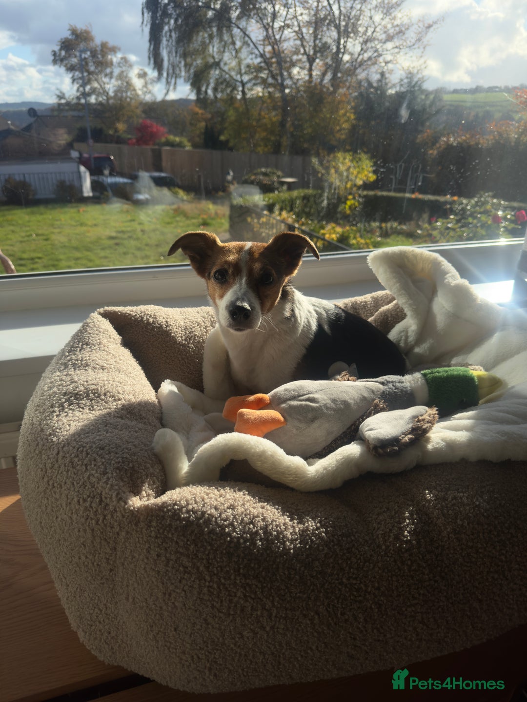 Jack Russell dogs for sale: Jack Russell for loving home - Advert 2