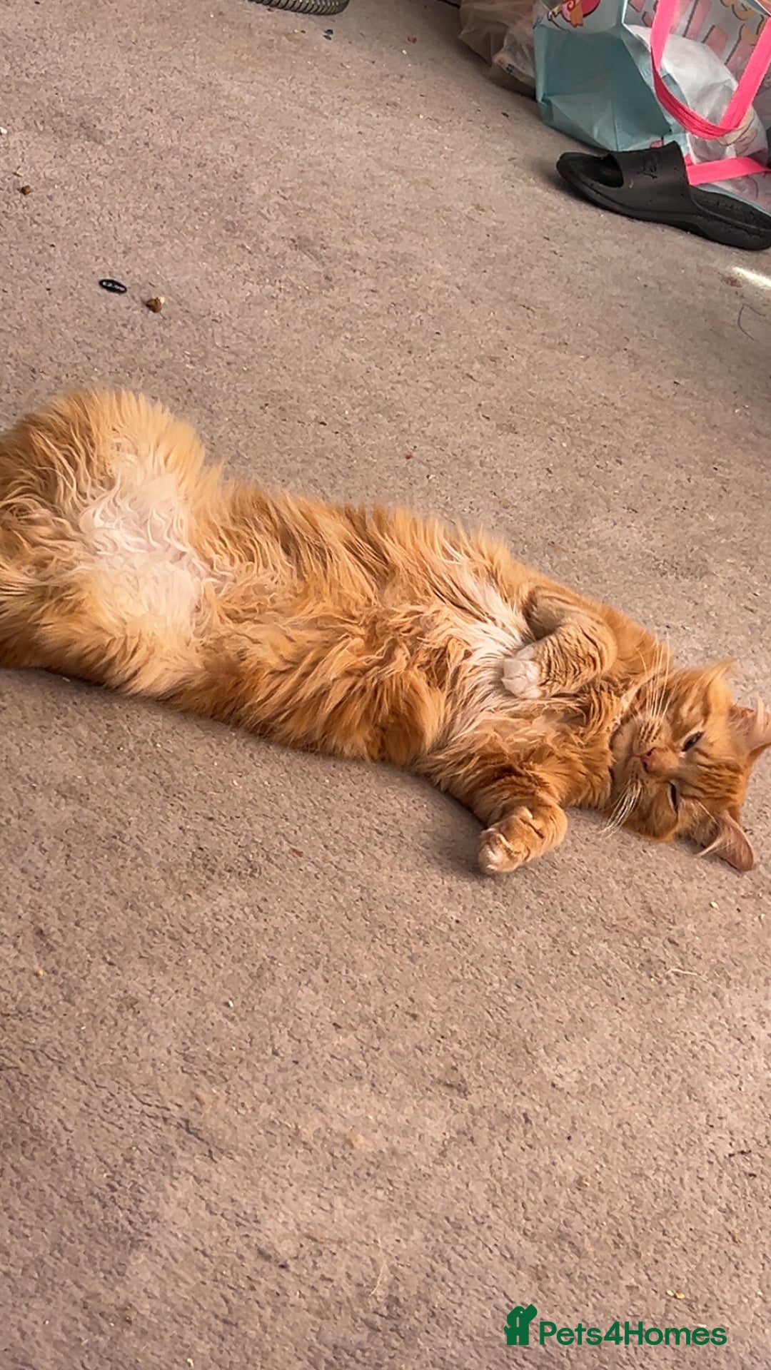 Mixed Breed cats for sale: Male and female Cat - Advert 6