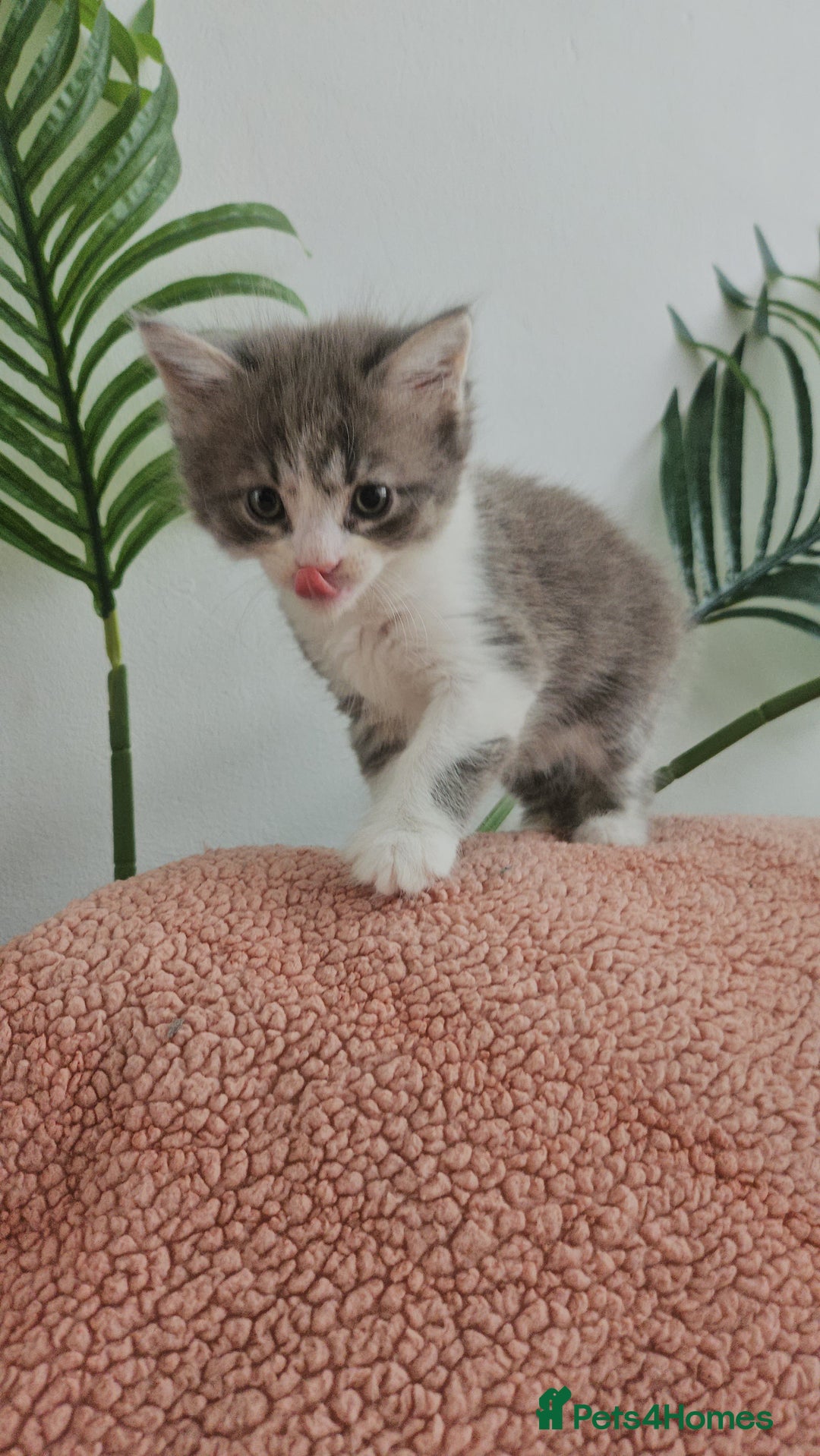 Mixed Breed cats for sale: Fluffy kittens  - Image 5
