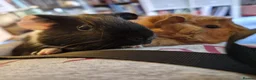 Guinea Pig rodents for sale: TWO beautiful Guinea pigs, hutch & all accessories in Croydon - Advert 3