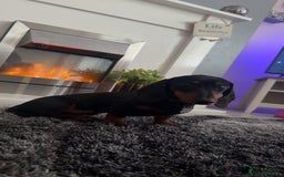 Dachshund dogs for sale: Dachshund  - Image 4