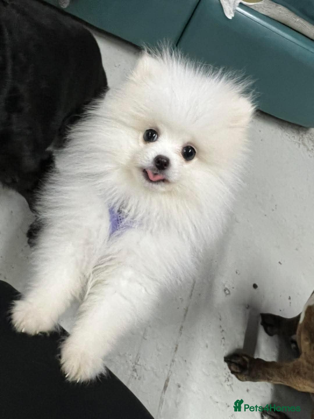 Pomeranian dogs for sale: White miniature Pomeranian puppy - Image 4