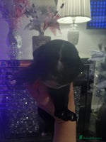 Staffordshire Bull Terrier dogs Staffordshire bull terriers puppy's - Advert 4