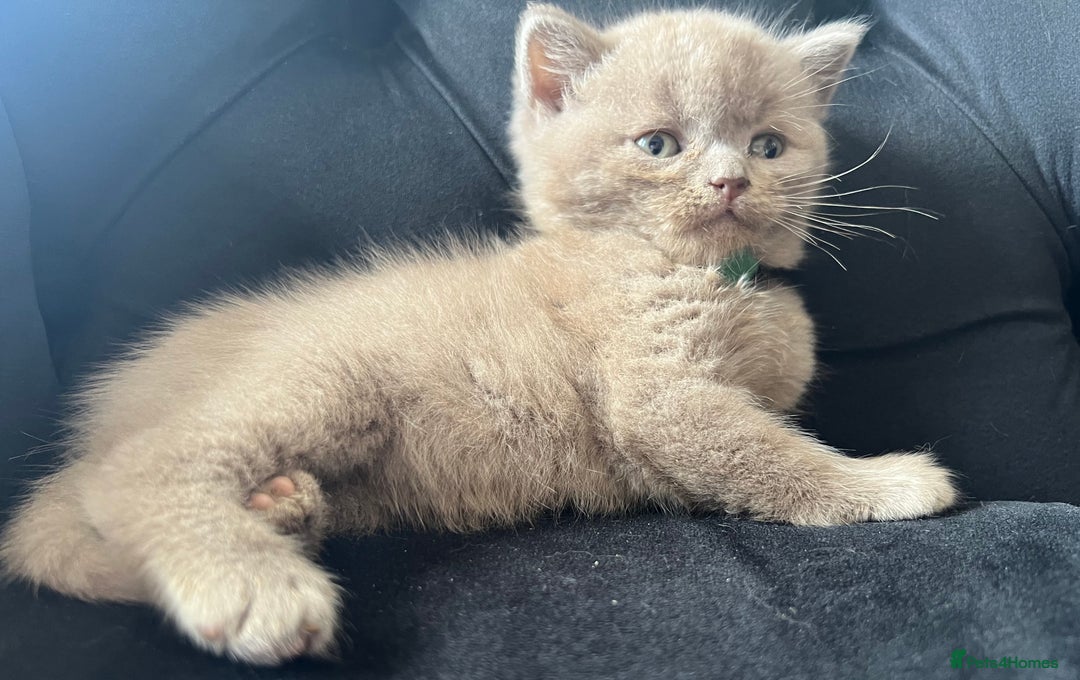 Scottish Fold cats for sale: Beautiful lilac Scottishfold straight ear kittens  - Image 18