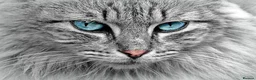 Mixed Breed cats for sale: Test advert from P4H team - Advert 5