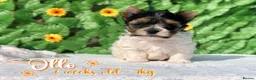 Yorkshire Terrier dogs for sale: One boy left Biewer Terriers! - Advert 12