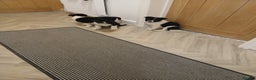 Border Collie dogs for sale: Border collie poppies  - Advert 3