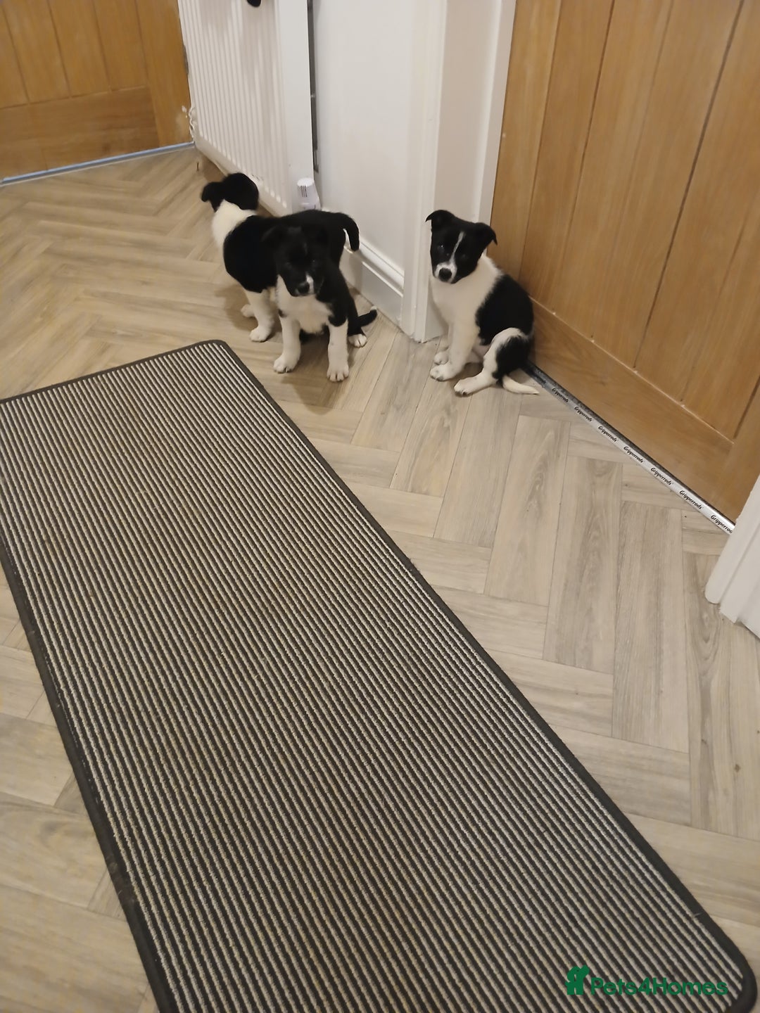 Border Collie dogs for sale: Border collie poppies  - Advert 3