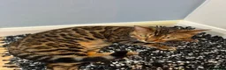 Bengal cats for sale: Beautiful Bengal Boy in Southampton - Advert 9