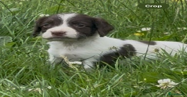 Sprocker dogs - Advert 14