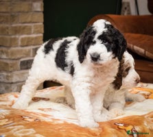 Bernedoodle dogs - Advert 6