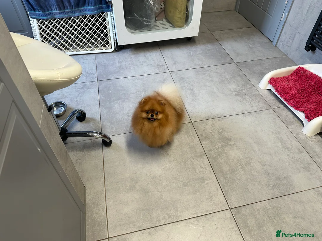 Pomeranian dogs for stud: Orange bear type boy for stud in Lanark - Advert 8