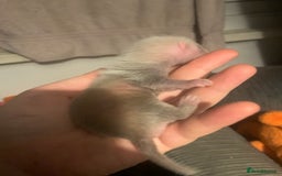 Ferret rodents for sale: 2 female kits available in 2 weeks  - Image 2