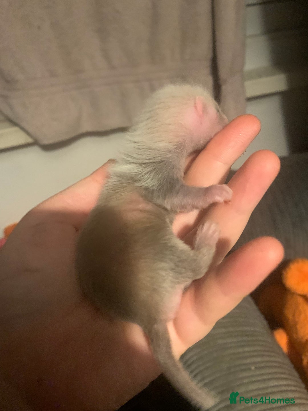 Ferret rodents for sale: 2 female kits available in 2 weeks  - Image 2