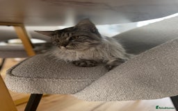 Maine Coon cats for sale: Male Maine coon - Image 3