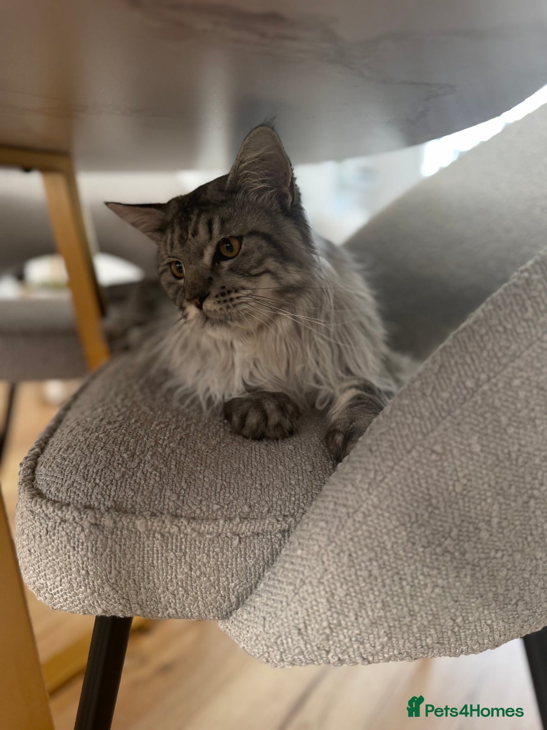 Maine Coon cats for sale: Male Maine coon - Image 3