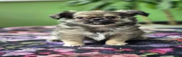 Chihuahua dogs for sale: Amazing Tiny Longcoat Chihuahua Puppies - Advert 22