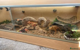 Bearded Dragon reptiles for sale: Bearded dragon - Image 5