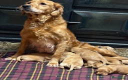 Golden Retriever dogs for sale: Gorgeous KC Golden Retriever Puppies  - Image 8