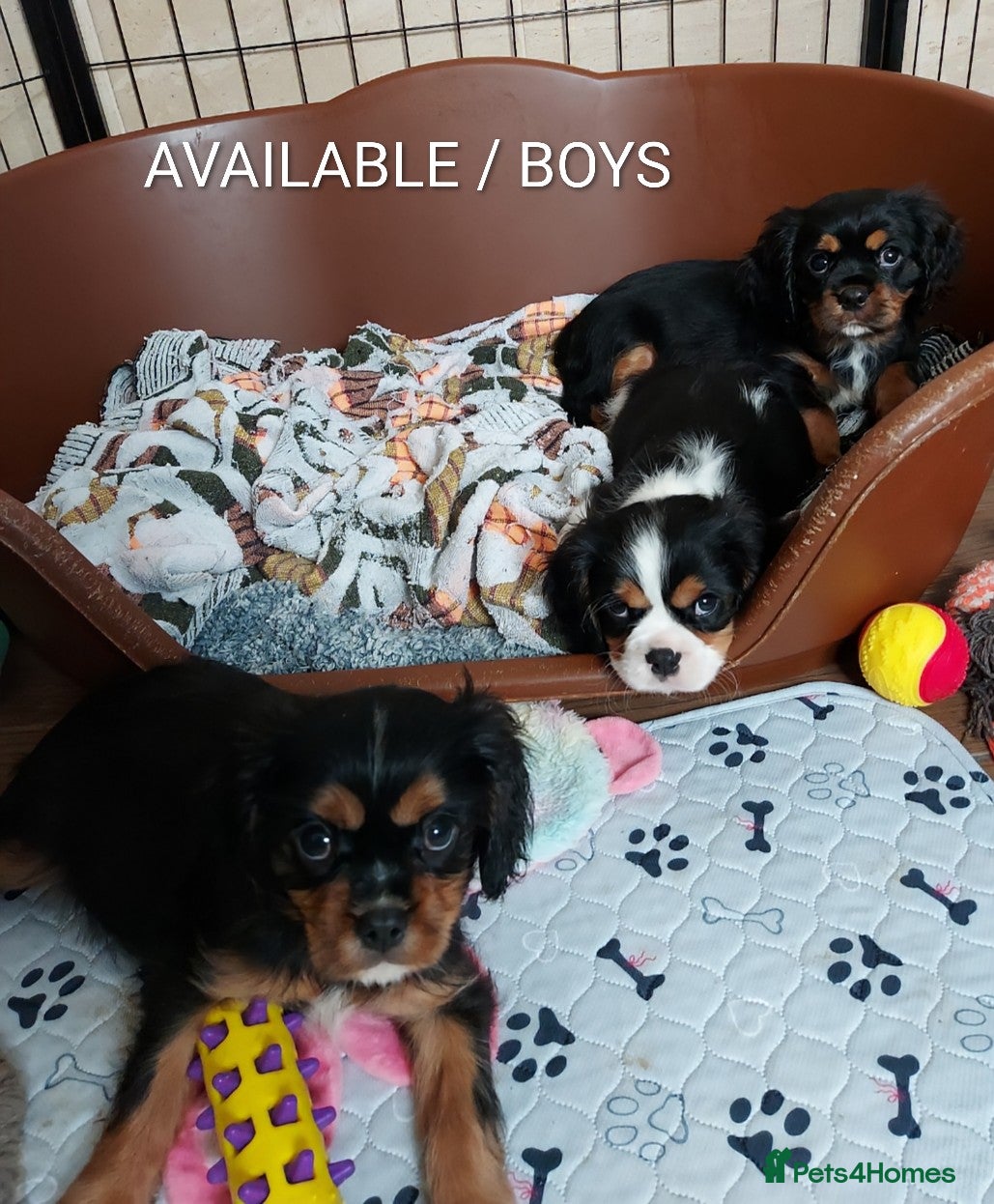 Cavalier King Charles Spaniel dogs GREAT QUALITY CKCS PUPPIES ( DWKC REGISTERED)/DNA - Advert 3