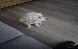 Cockapoo dogs for sale: 7 month old male cockapoo - Image 1