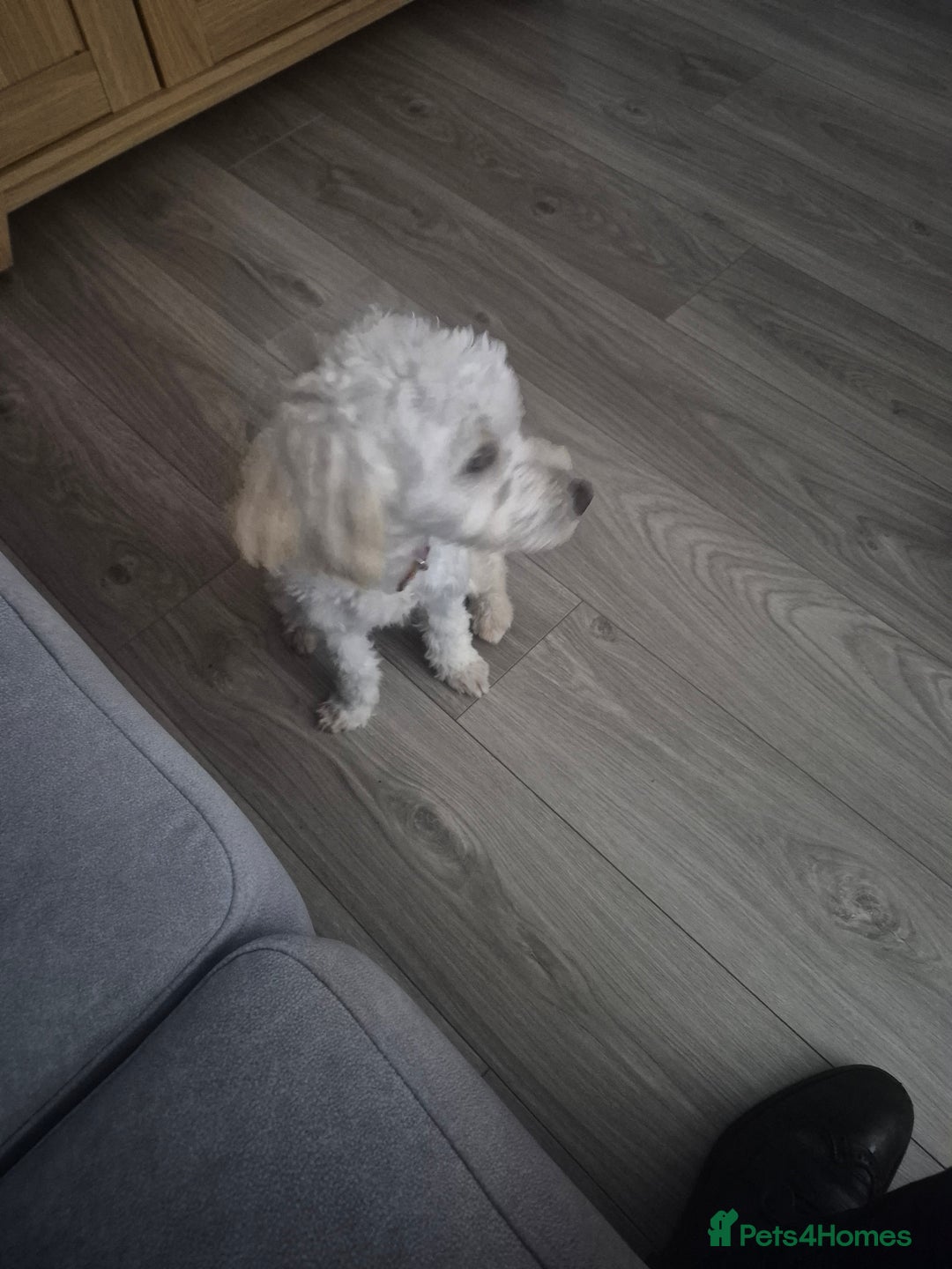 Cockapoo dogs for sale: 7 month old male cockapoo - Image 1