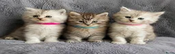 Maine Coon cats for sale: Beautiful Pedigree Kittens looking for Loving Home - Advert 3
