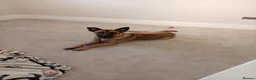 Belgian Shepherd Dog dogs for sale: Looking for a new home - Advert 7