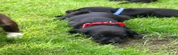 Cockerdor dogs for sale: Working Cockador Pups chocolate black white  - Advert 10