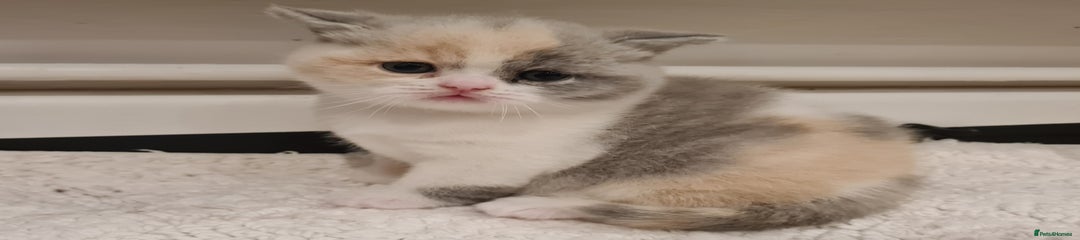 British Shorthair Pumpkin