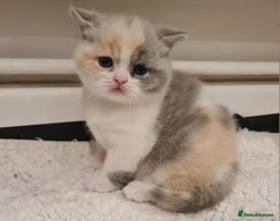 British Shorthair cats - Advert 1
