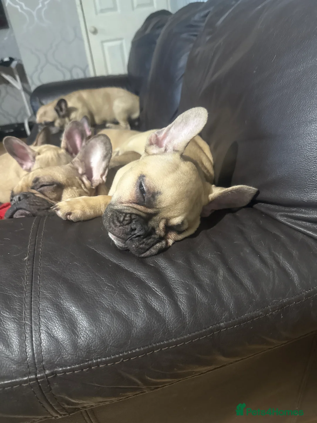 French Bulldog dogs for sale: Pedigree Mum Frenchy Pups-Gorgeous  ! - Advert 4